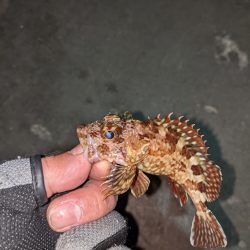 ヒイカエギング