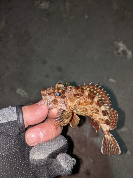 ヒイカエギング