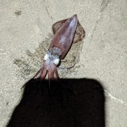 ヒイカ釣り納め