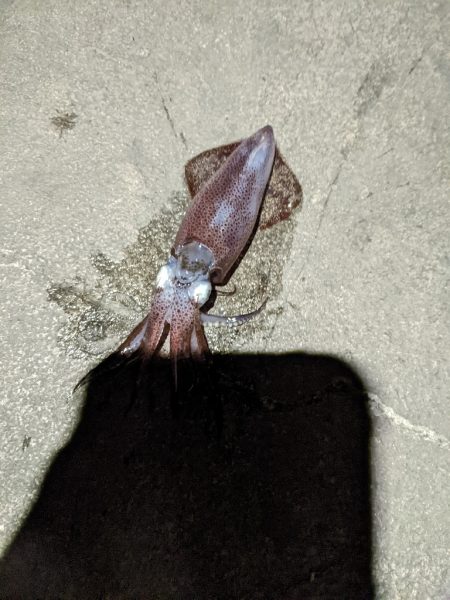 ヒイカ釣り納め