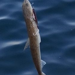 貧果ですが、状況報告も兼ねて投稿します!