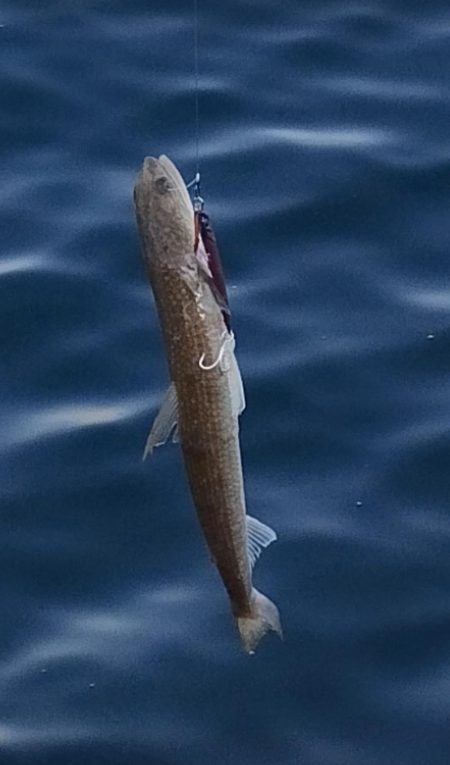 貧果ですが、状況報告も兼ねて投稿します!