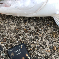 厳しくなったノマセ釣り