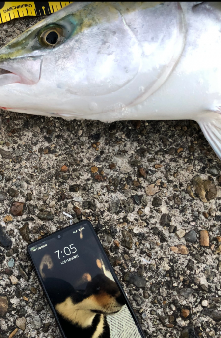 厳しくなったノマセ釣り