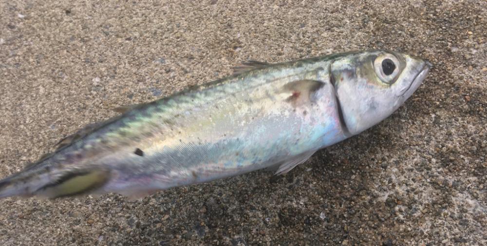 タチウオも青物も不発