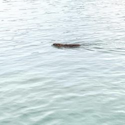 釣り納めシーバス