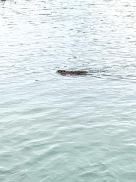 釣り納めシーバス