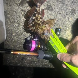 釣り上げられず、、