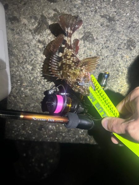 釣り上げられず、、