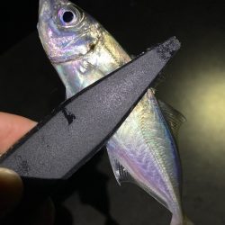 ライトゲームでアジ、メバル、ガシラ