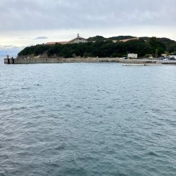 淡路島サビキで珍魚