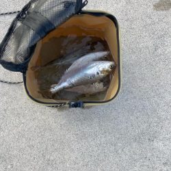 ヒラメ狙いから変更