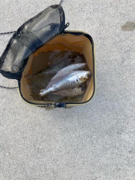 ヒラメ狙いから変更