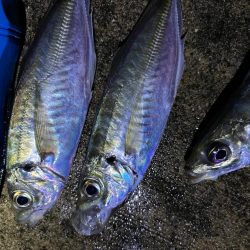 ガシラ、大アジ 釣れました