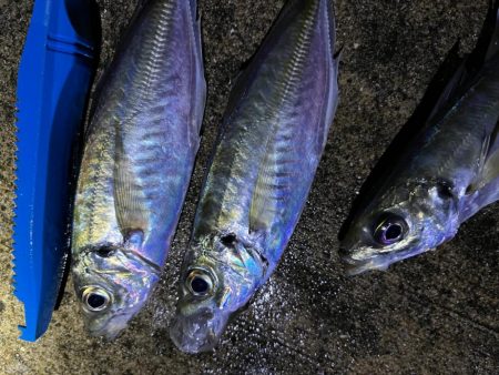 ガシラ、大アジ 釣れました