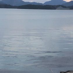 サゴシが食べたくて 2日目