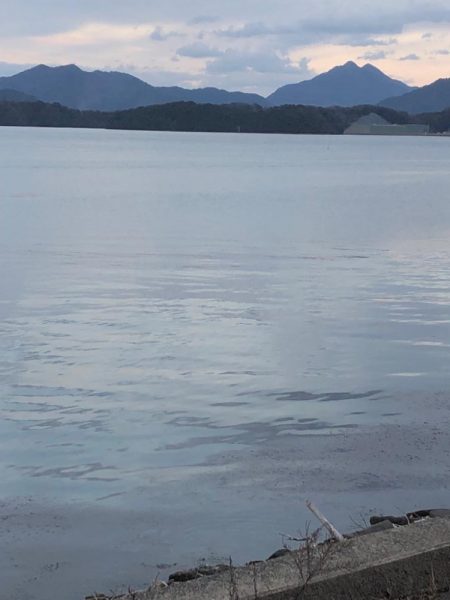 サゴシが食べたくて 2日目