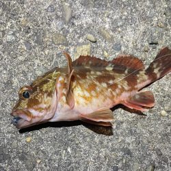 ナイトアジング