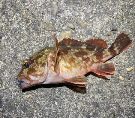 ナイトアジング