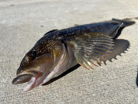 ちょー久々堤防ロック