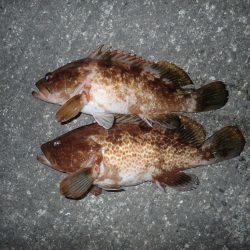 ミッドワインドで良型狙いの夜