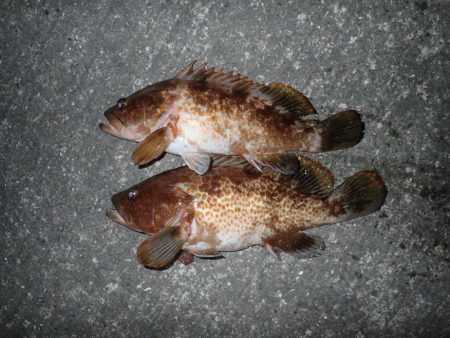 ミッドワインドで良型狙いの夜