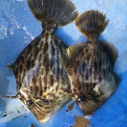 金谷沖、カワハギ