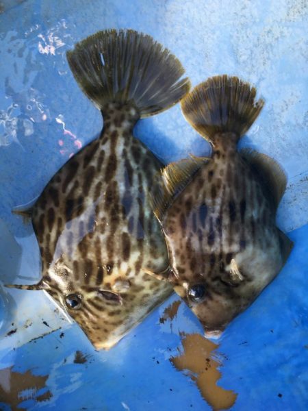 金谷沖、カワハギ