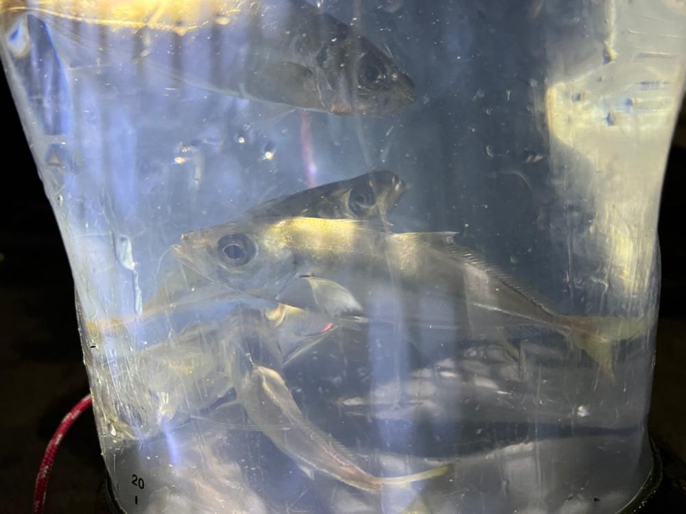 鯵を探して三千里 Vol.81