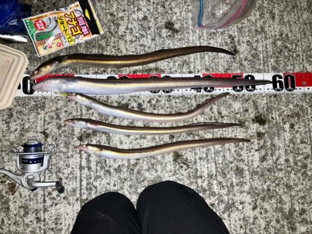 志筑 アナゴ大漁