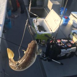 別府沖のカットウ釣り