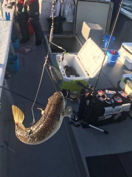 別府沖のカットウ釣り