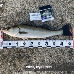 潮位が低く感じる日