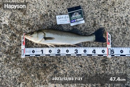 潮位が低く感じる日