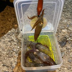 ヒイカ釣り