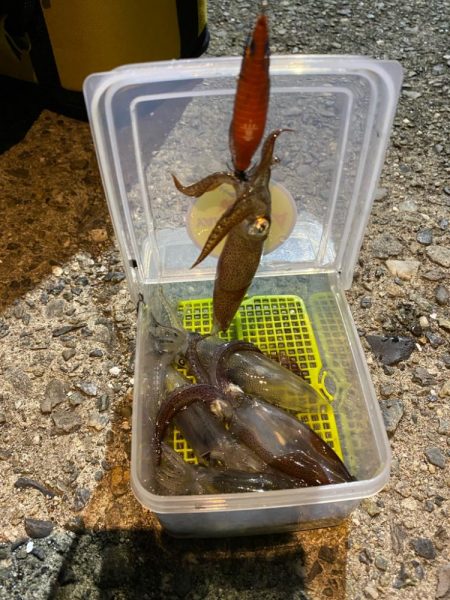 ヒイカ釣り