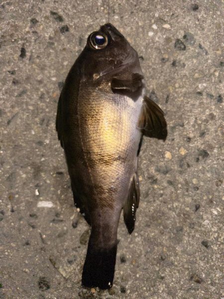 エビ巻き釣りで7目