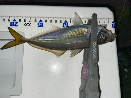 シーズン終盤？