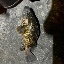 根魚5目