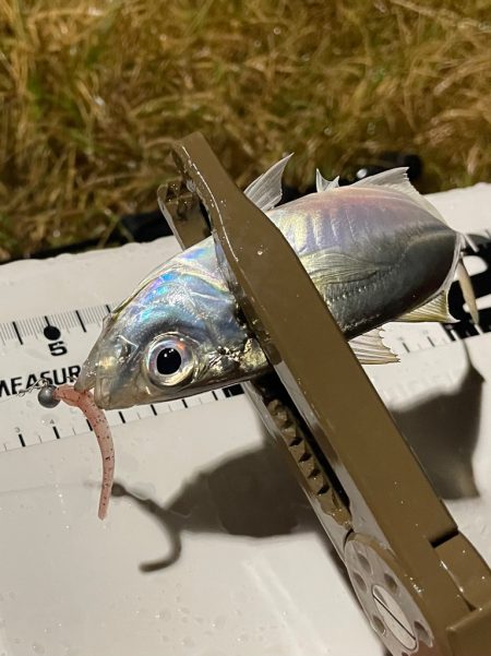 ジグ単de〜アジング♪ブルーモードからの…