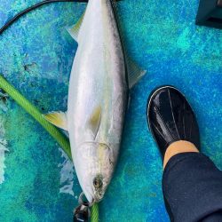 年の瀬　青物　ノマセ釣り
