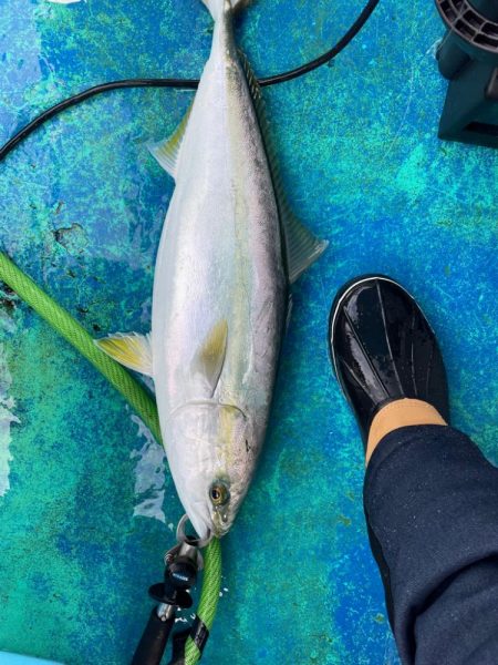 年の瀬　青物　ノマセ釣り