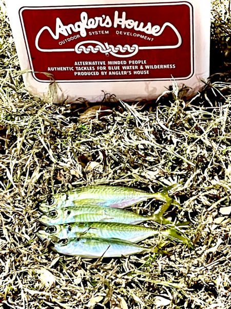 ジグ単de ~アジング♪ マジか?