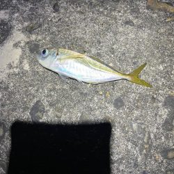 ナイトアジング調査