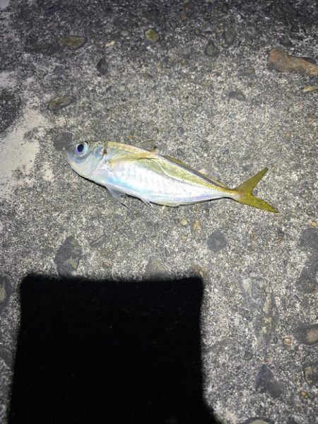 ナイトアジング調査