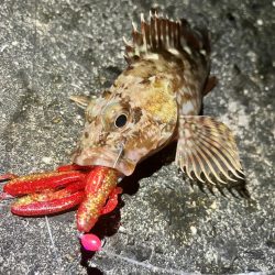 アコウ　釣り納め