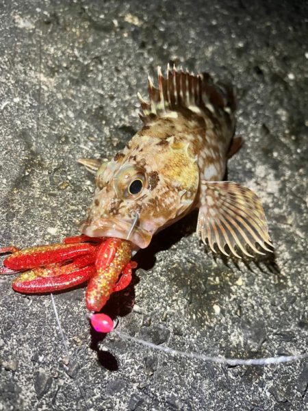 アコウ　釣り納め