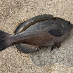 カゴ釣りでグレ