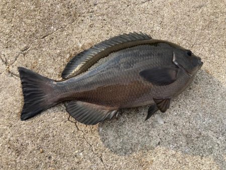 カゴ釣りでグレ