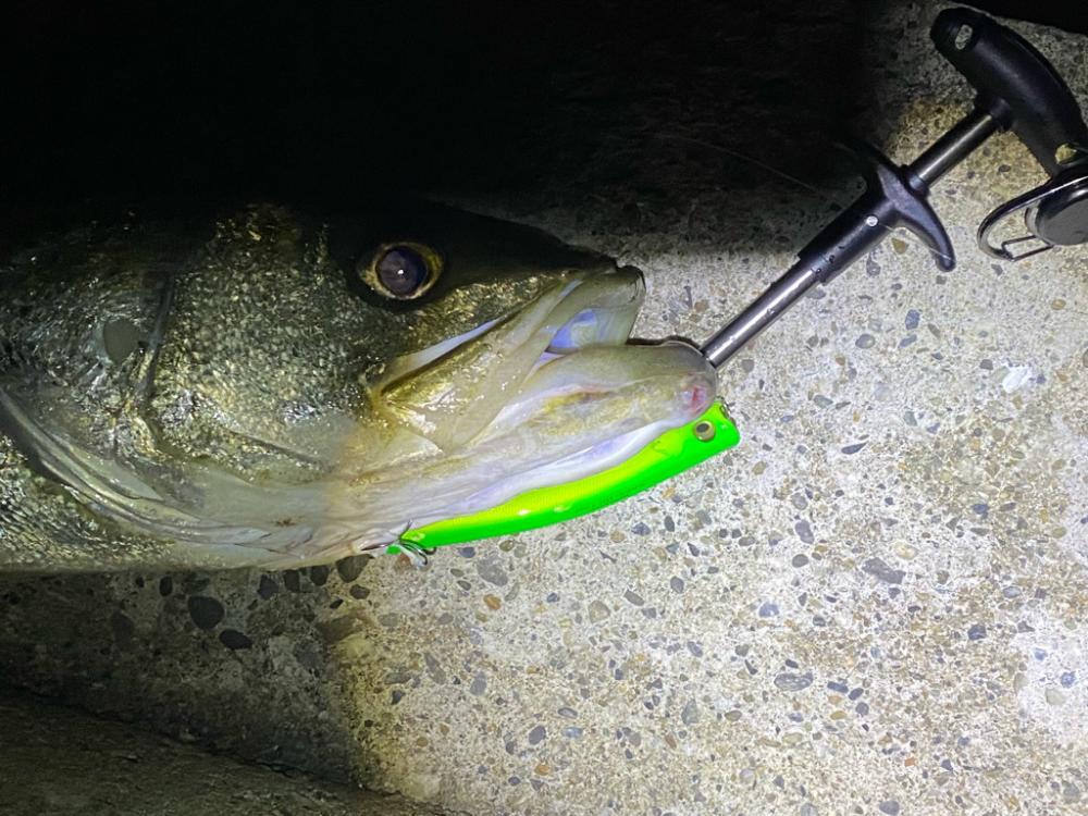 津波注意報で即撤収